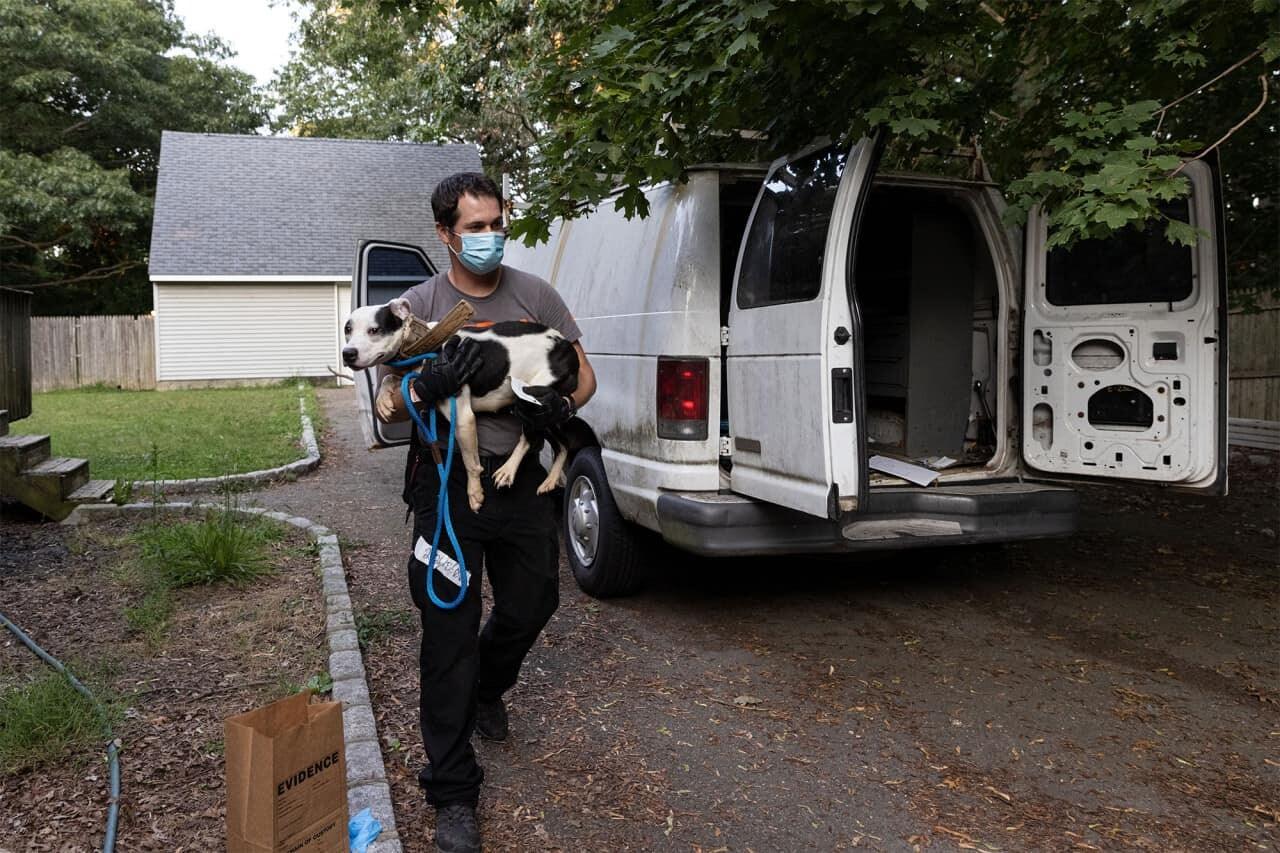 Long Island, New York dog fighting bust leads to 89 pooches rescued Long Island New York dog fighting bust leads to 89 pooches rescued 4