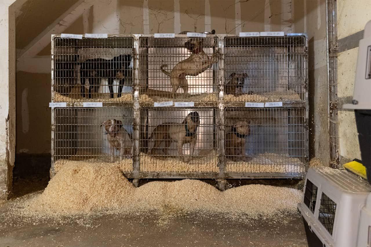 Long Island, New York dog fighting bust leads to 89 pooches rescued Long Island New York dog fighting bust leads to 89 pooches rescued 5