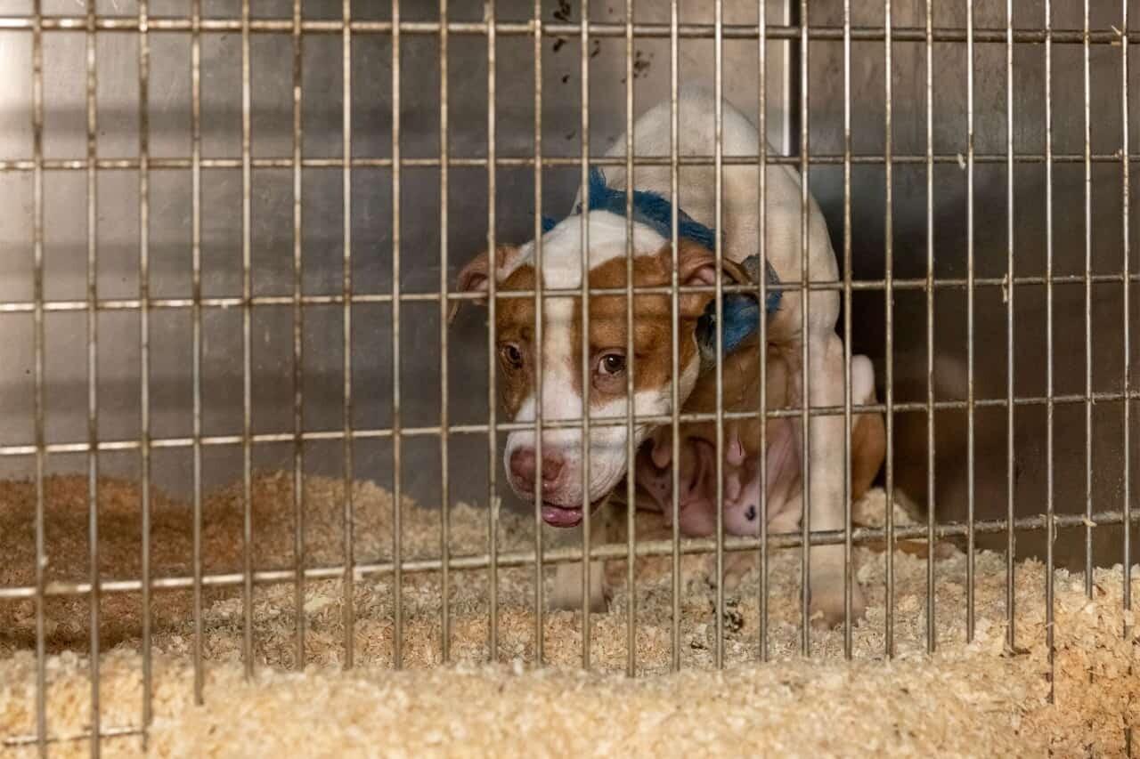 Long Island, New York dog fighting bust leads to 89 pooches rescued Long Island New York dog fighting bust leads to 89 pooches rescued 9